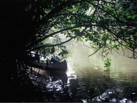 Grenene strekker seg utover for &aring; fange opp mest mulig lys. Det gav oss en skyggefull observasjonspost i middagsheten