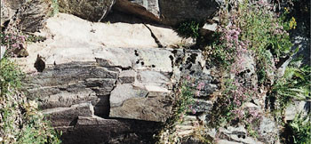 Et fjell prydet med bergmynte. Bildene er tatt s&oslash;rvest for Haugskollen i B&aelig;rum. Begge foto K.A. N&oslash;kleby