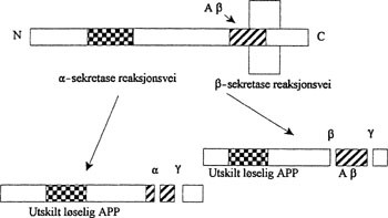 Figur 3   Normal nedbrytning av APP ( &alpha; -sekretase) sammenliknet med nedbrytningen ved &beta; -sekretase, hvor det dannes&hellip;