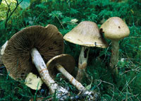 R&oslash;dbeltesl&oslash;rsopp (Cortinarius armillatus)
