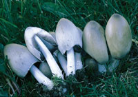 Gr&aring; blekksopp (Coprinus atramentarius)