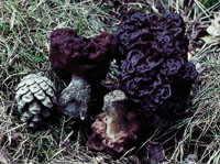 Sandmorkel (Gyromitra esculenta)