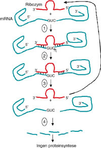 Figur 3   Katalytisk syklus til hammerhead-ribozymet. Den katalytiske syklusen starter ved at ribozymet binder seg&hellip;