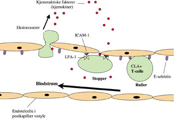 Figur 2   Ekstravasering av CLA-positiv hukommelses-T-celle inn i inflammert hud. ICAM = intercellul&aelig;rt adhesjonsmolekyl;&hellip;