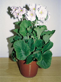 Figur&thinsp;&thinsp;4  Primula obconica