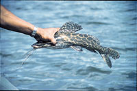 Figur&thinsp;&thinsp;5  En giftig malle, Pimelodus maculatus, tatt med krok i Essequibo-elven, Guyana. Foto Gunnar Hasle