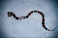 Figur&thinsp;&thinsp;6 Korallslange, Micrurus surinamensis, fra Iwokrama feltstasjon, Guyana. Foto Gunnar Hasle