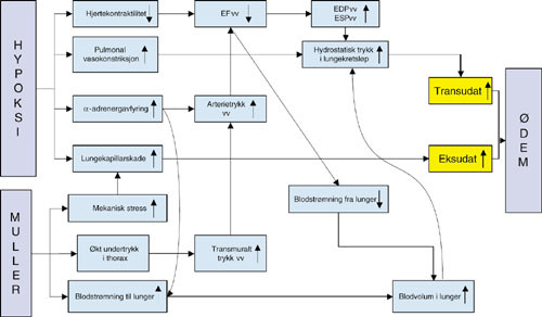 Figur 5  Hendelsesdiagram for utvikling av NPPE ( negative pressure pulmonary edema) som viser hvordan hypoksi og forsert&hellip;