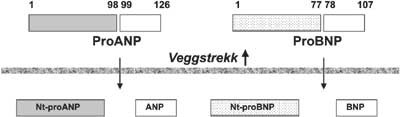 Figur 2  Skjematisk fremstilling av de natriuretiske propeptider med oppspalting i sirkulerende former. ProBNP sirkulerer&hellip;