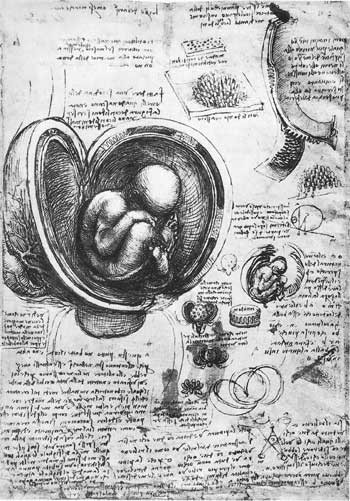 Figur 2   Leonardo da Vinci (Quad. Anat. III fol 7r). Eksempel p&aring; Leonardos utnyttelse av notatark (4)