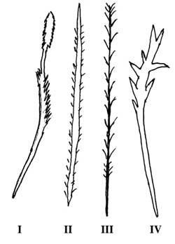 Figur 2   Tarantellenes forsvarsh&aring;r av type I&thinsp;&ndash;&thinsp;IV kan gi irritasjoner i hud, luftveier og &oslash;yne ved kontakt. H&aring;r av type V&hellip;