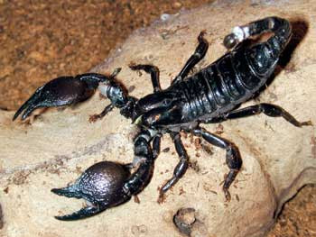 Figur 5 a   Keiserskorpionen (Pandinus imperator) kan bli opp mot 20 cm lang og har store, kraftige kl&oslash;r. Til tross for sin&hellip;