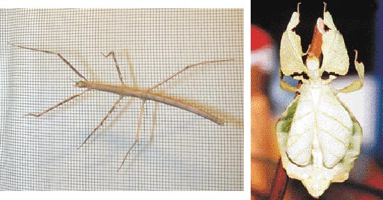 Figur 6   Den indiske pinnen (Carausius morosus), til venstre, illustrerer godt hvorfor vandrende pinner fortjener sitt navn&hellip;