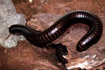 Figur 8   Afrikanske kjempetusenbein kan bli 20&thinsp;&ndash;&thinsp;30 cm lange. Dette er fredelige dyr som ikke kan bite eller stikke, men&hellip;