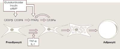 Differensiering av preadipocytter til modne adipocytter er regulert av mange faktorer. Glukokortikoider og h&oslash;ye niv&aring;er av&hellip;