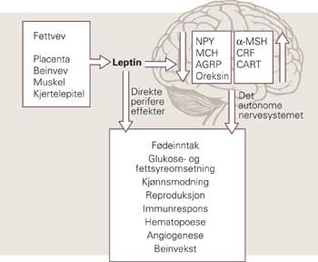 Binding av leptin til leptinreseptor nedregulerer faktorer som nevropeptid Y (NPY), melanokortin (MCH), agouti genrelatert&hellip;