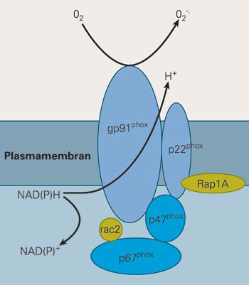 Modell av nikotinamid-adenin-dinukleotid-fosfat (NADPH)-oksidasen i granulocytter. Det membranbundne flavocytokromet b558,&hellip;