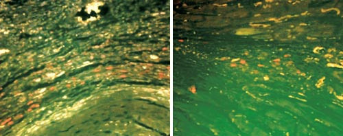 De to bildene viser vev i infarsert hjerte hos mus som fikk injeksjoner med humane mesenkymale stamceller: a) Etter et par&hellip;