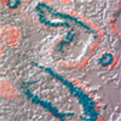 Hjernestamceller fra mus (bl&aring; farge) er blitt overf&oslash;rt til et kyllingembryo, der de deler seg og gir opphav til nyretubuli&hellip;