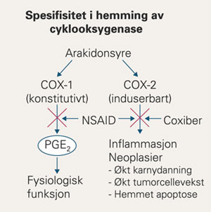Cyklooksygenase-1 (COX-1), som er et konstitutivt uttrykt enzym, er viktig for produksjonen av prostaglandiner som beskytter&hellip;