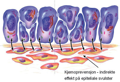Figur 5  Utveksling av signalsubstanser mellom epitel og stroma ved utvikling av epitelial kreft. Pilen angir at&hellip;
