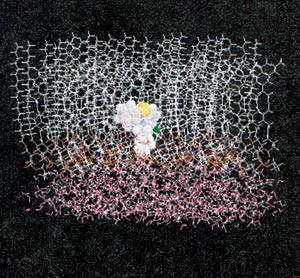 Figur 2  Datamodell som viser hvordan klorpromazinmolekylet blir liggende i et fosfolipidmonolag med mange flerumettede&hellip;