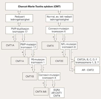 Genetisk utredning av Charcot-Marie-Tooths sykdom. Modifisert etter en skisse av og med tillatelse fra forfatteren (16)&hellip;