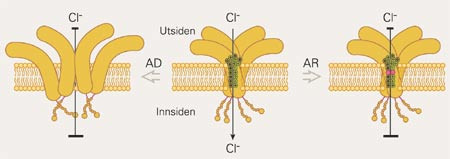 Hvordan kan defekt i samme gen f&oslash;re til enten autosomalt recessiv (AR) eller autosomalt dominant (AD) myotonia congenita?&hellip;