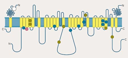 Mutasjoner i natriumkanalen. Den spenningsavhengige natriumkanalen best&aring;r av en lang kjede med proteiner som svinger seg&hellip;