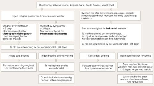 Diagnose og behandling av mastitt