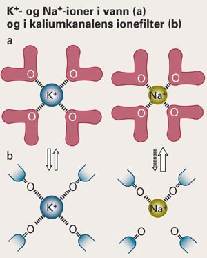 Kaliumkanalen slipper igjennom kaliumioner, men ikke natriumioner. a) Utenfor cellemembranen er kaliumionet bundet til&hellip;