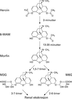 Hovedtrekk i metabolismen av heroin. De enkelte stoffenes plasmahalveringstider fremg&aring;r av figuren. 6-MAM (6&hellip;