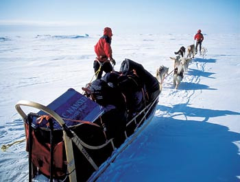Figur 2  Det var to hundespann, og hvert lag bestod av to mann og &aring;tte hunder. P&aring; grunn av d&aring;rlig motiverte hunder m&aring;tte&hellip;