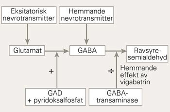 Reaksjonsvegen for danning av gammaaminosm&oslash;rsyre (GABA) fr&aring; glutamat, katalysert av glutaminsyredekarboksylase (GAD) med&hellip;