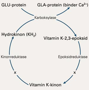 Vitamin K-syklus. X: Warfarin hemmer trolig her