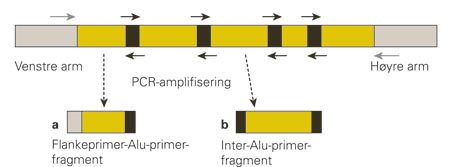 PCR-amplifisering av humant DNA fra Yeast Artificial Chromosomes (YAC). Rektangelet &oslash;verst illustrerer et YAC-kromosom som&hellip;