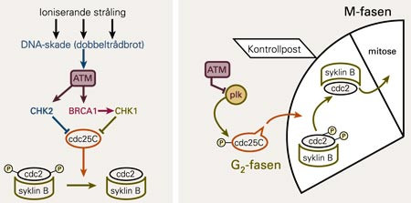 Signalvegar som blir aktiverte etter DNA-skade i celle som er eksponert for ioniserande str&aring;ling (til venstre). Til h&oslash;gre er&hellip;