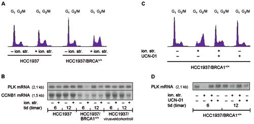 Figur 3  Respons p&aring; str&aring;leterapi i G₂-fasen av cellesyklus &ndash; molekyl&aelig;re mekanismar. Mammakarsinomcellene HCC1937 har defekt&hellip;