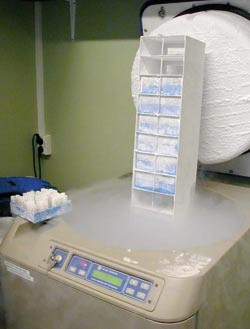 Figur 2  Frysetank til oppbevaring av levende celler i flytende nitrogen. Foto Gades Institutt