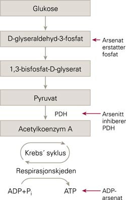 Arsenforbindelser kan p&aring;virke cellenes basale energiproduksjon p&aring; ulike trinn. Arsenat kan erstatte fosfat i enkelte&hellip;