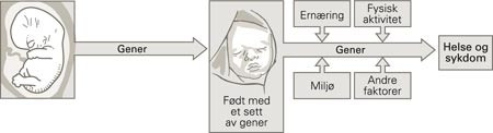 En tradisjonell oppfatning av samspillet mellom gener, ern&aelig;ring og andre milj&oslash;faktorer. Fosterutviklingen styres av et sett&hellip;