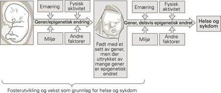 Modifisert fremstilling av samspillet mellom gener, ern&aelig;ring og andre milj&oslash;faktorer. I fosterlivet kan ern&aelig;rings- og andre&hellip;