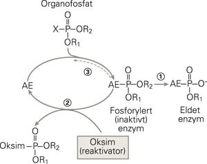 Organofosfater hemmer acetylkolinesteraseenzymet (AE) og danner et inaktivt kompleks. Dette komplekset kan &laquo;eldes&raquo; (merket 1&hellip;