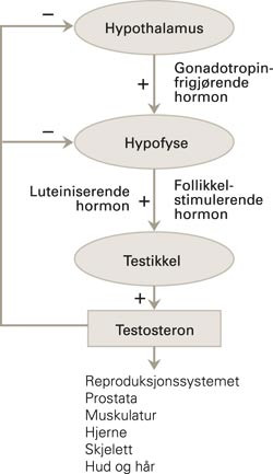 Enkel skjematisk illustrasjon av hypothalamus-hypofyse-gonade-aksen og de viktigste m&aring;lorganene for testosteron