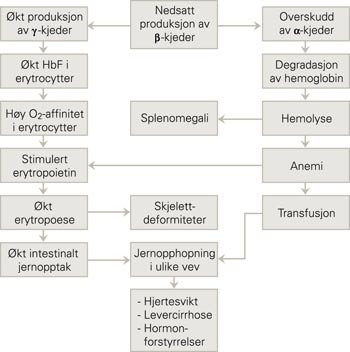 Skjematisk fremstilling av patofysiologien ved &beta;-thalassemia major