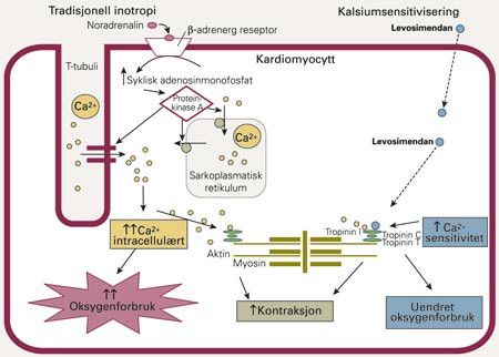 Kalsiums betydning for kontraksjon i hjerteceller. Via &beta;-adrenerge reseptorer &oslash;ker katekolaminer kalsiumopptaket og&hellip;