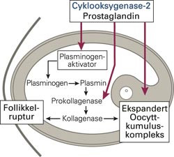 Hemming av cyklooksygenase-2 ved bruk av ikke-steroide antiinflammatoriske midler kan f&oslash;re til redusert produksjon av&hellip;