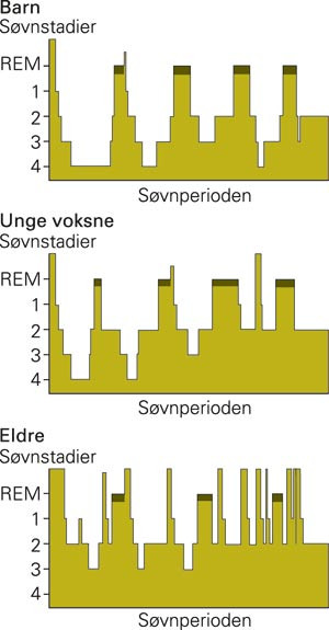 Fordeling av s&oslash;vnstadiene hos barn, unge voksne og eldre gjennom natten