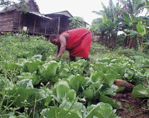 En curandera bruker medisinske planter i sin behandling. Foto Mona F. Thowsen