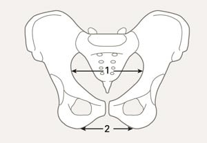 Frontscout. Her finner man tverrm&aring;l inngang (merket 1) og intertubaravstand (merket 2)